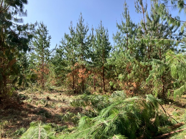 Pinus patula trees removed during thinning based on measurement data in Ethiopia