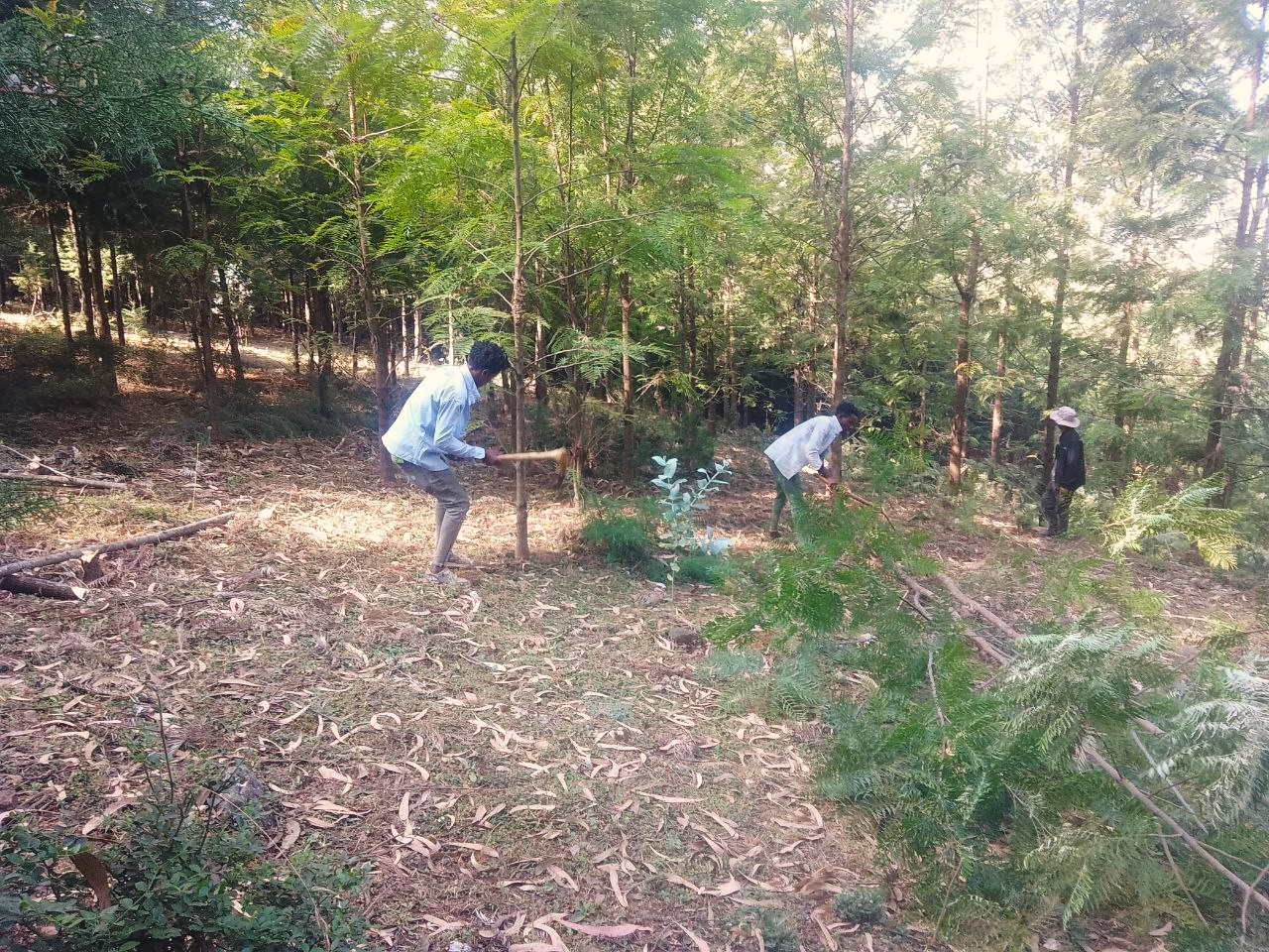 Grevillea robusta breeding seed orchard being thinned in Suba, Oromia Region, Ethiopia