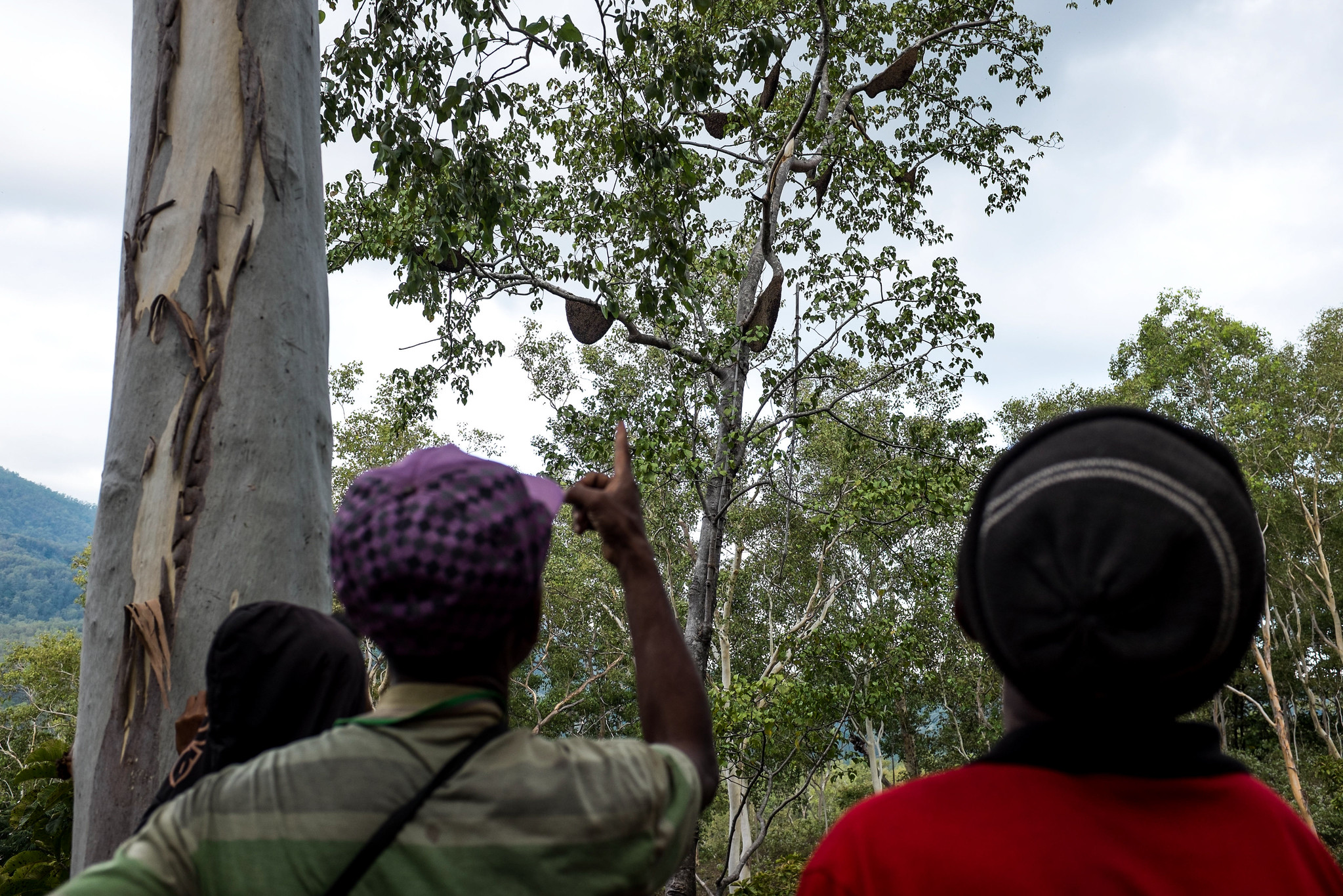 Three people stand beneath tall forest trees in East Timor, looking up at wild bee hives before a honey harvest.