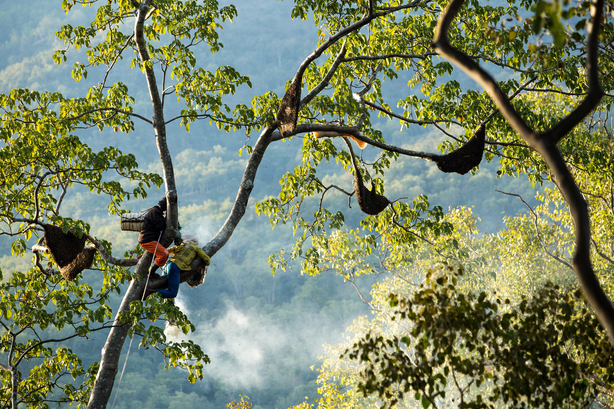 A honey hunter climbs a tall forest tree in West Timor, Indonesia, with large wild bee hives hanging from the branches.