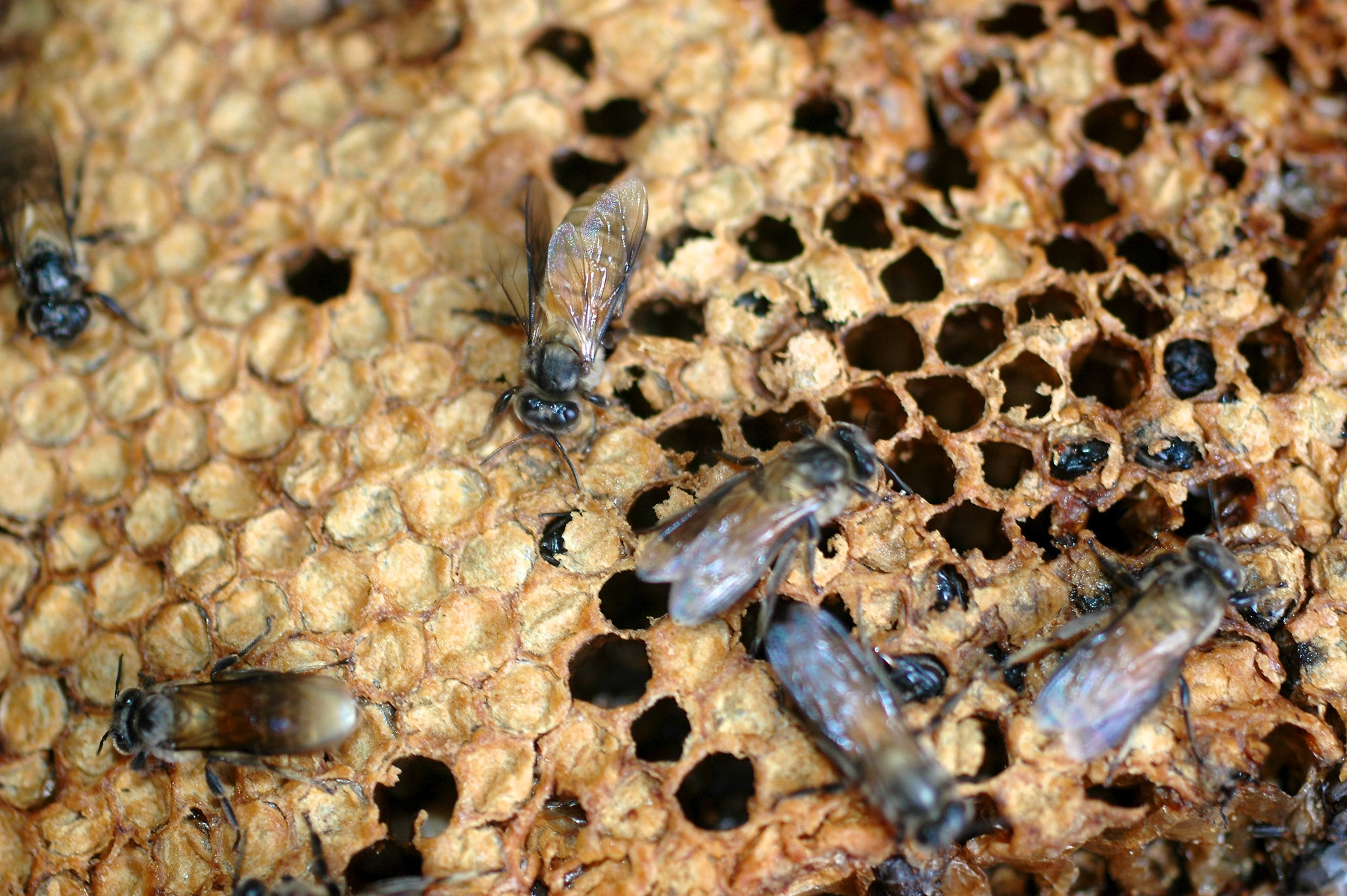 Close-up of bees moving across a honeycomb nest in East Kalimantan, Indonesia.
