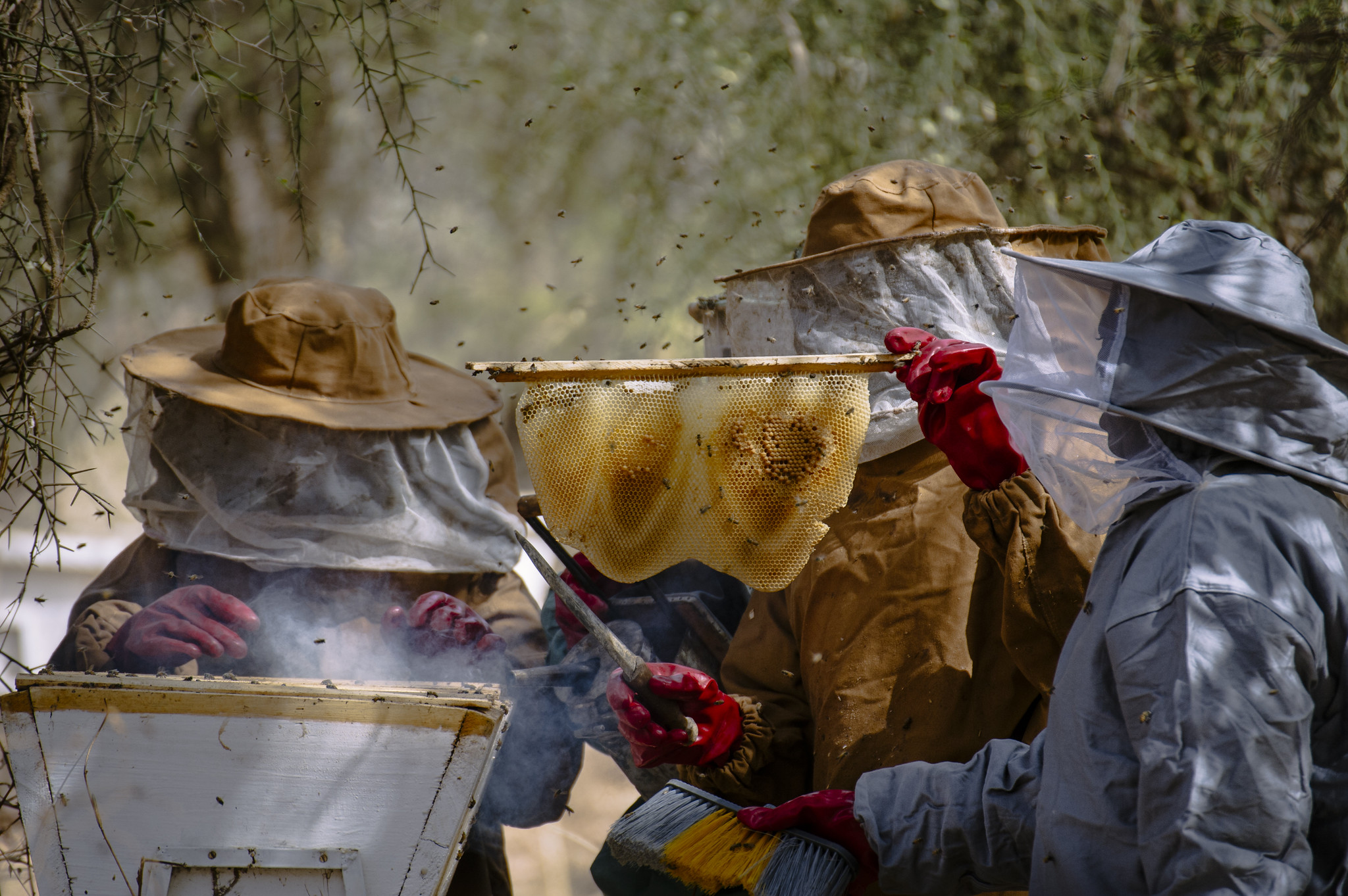 Three beekeepers in protective clothing inspect a honeycomb frame beside a hive, with bees flying around them.