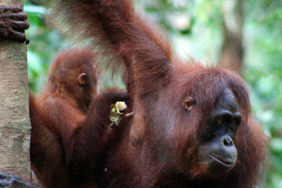 A female orangutan sits in a forest with her young clinging to her side