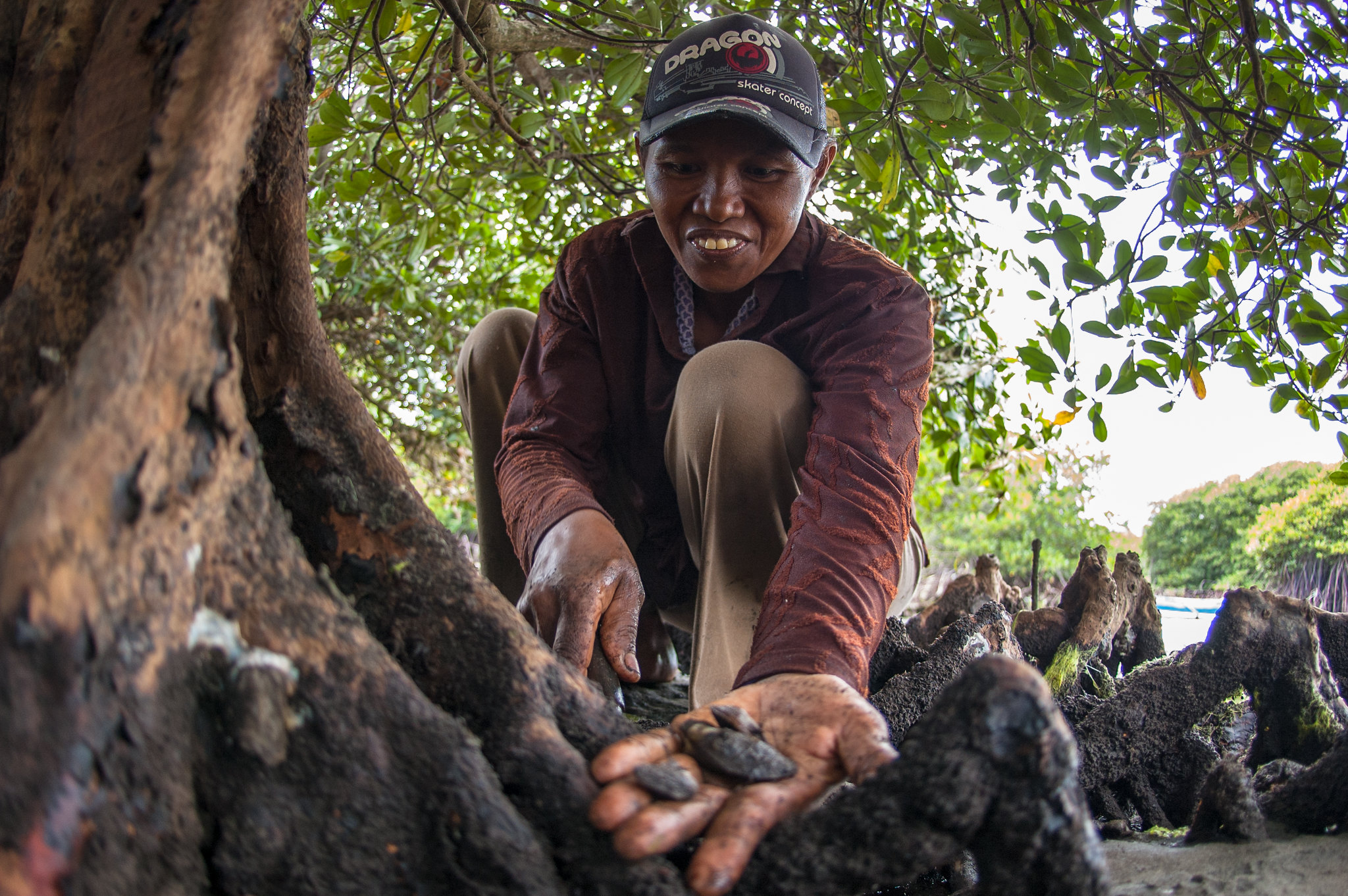 A person gathers mussels from mangrove roots in Karang Sewu, Bali, Indonesia.