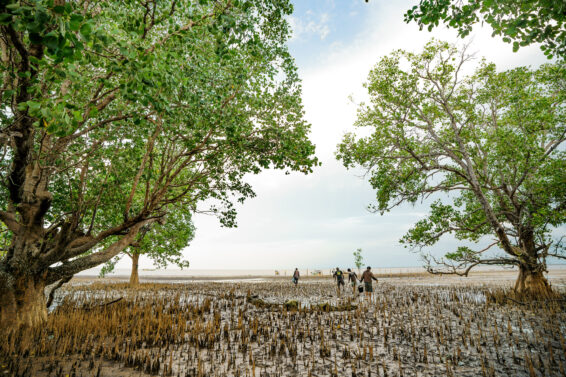 People walk through a mangrove area on Pasir Timbul Island in South Sumatra, Indonesia.