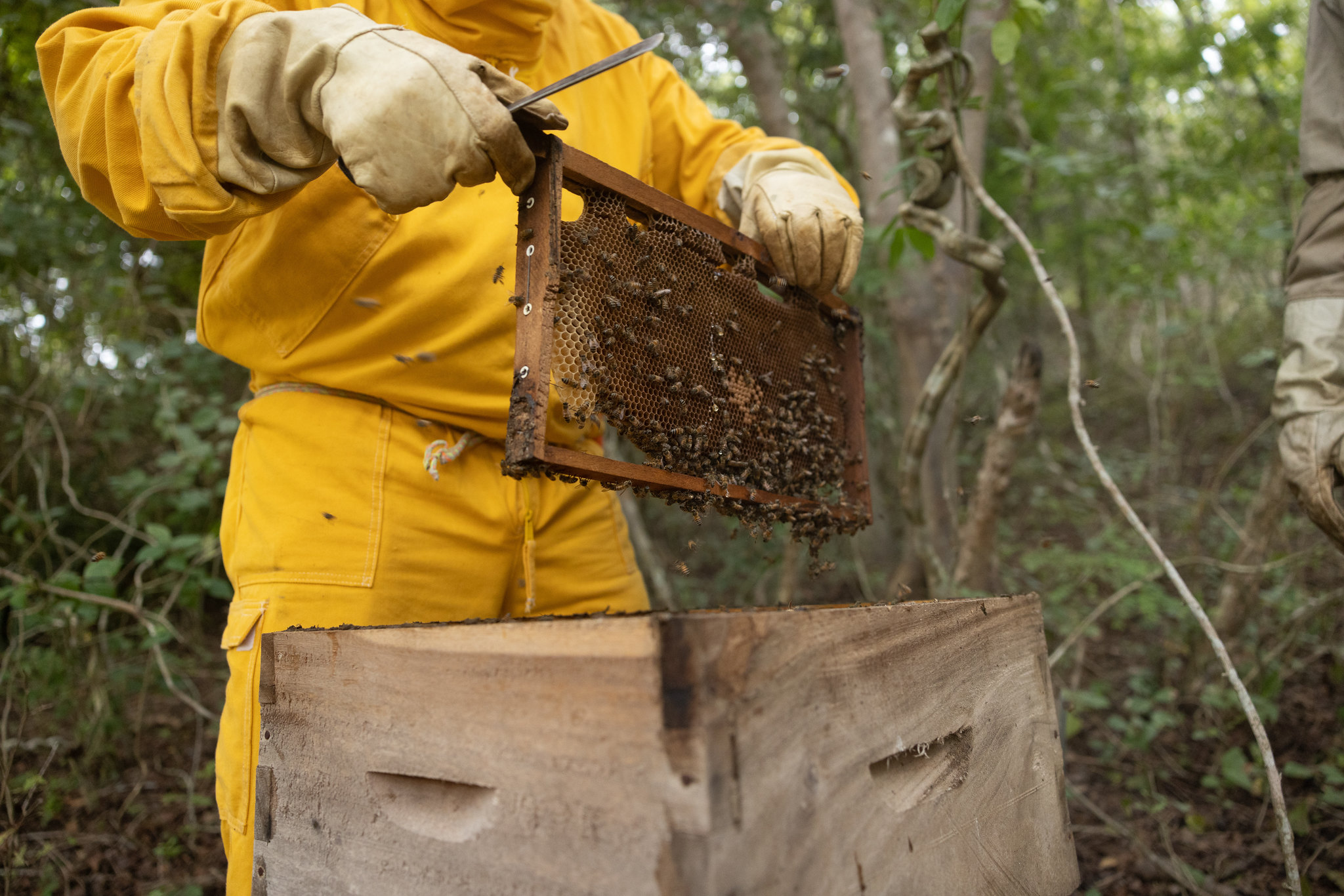 El trato de la miel: cómo las abejas ayudan a mantener los bosques en pie