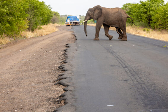 An elephant walks through Mosi O Tunya National Park in Zambia.