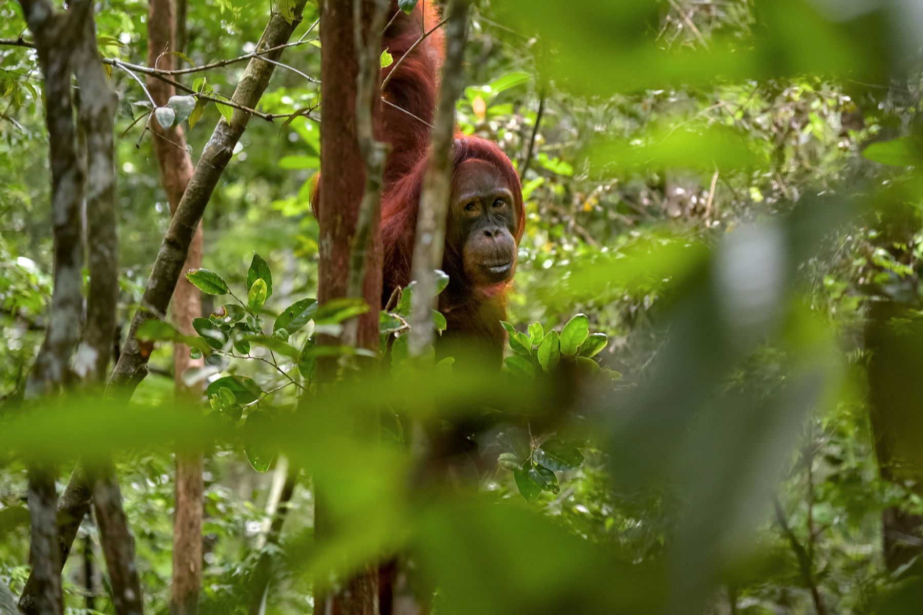 Las historias del bosque que salvaron a los orangutanes