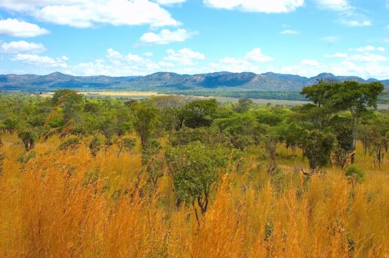 Vast landscape of the miombo woodlands featuring dry golden grass in the foreground, scattered green trees and rolling mountains under a blue sky with white clouds.