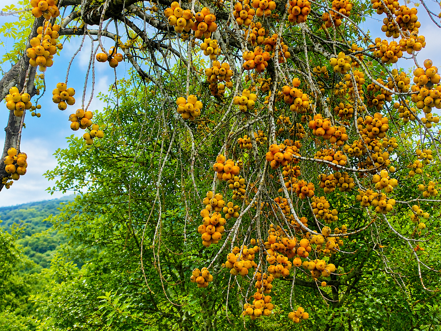 Clusters of ripe, bright yellow-orange wild loquat fruits hanging heavily from tree branches.