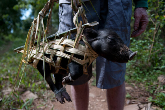A person carries a pig wrapped in woven palm leaves for a community feast in East Nusa Tenggara, Indonesia.