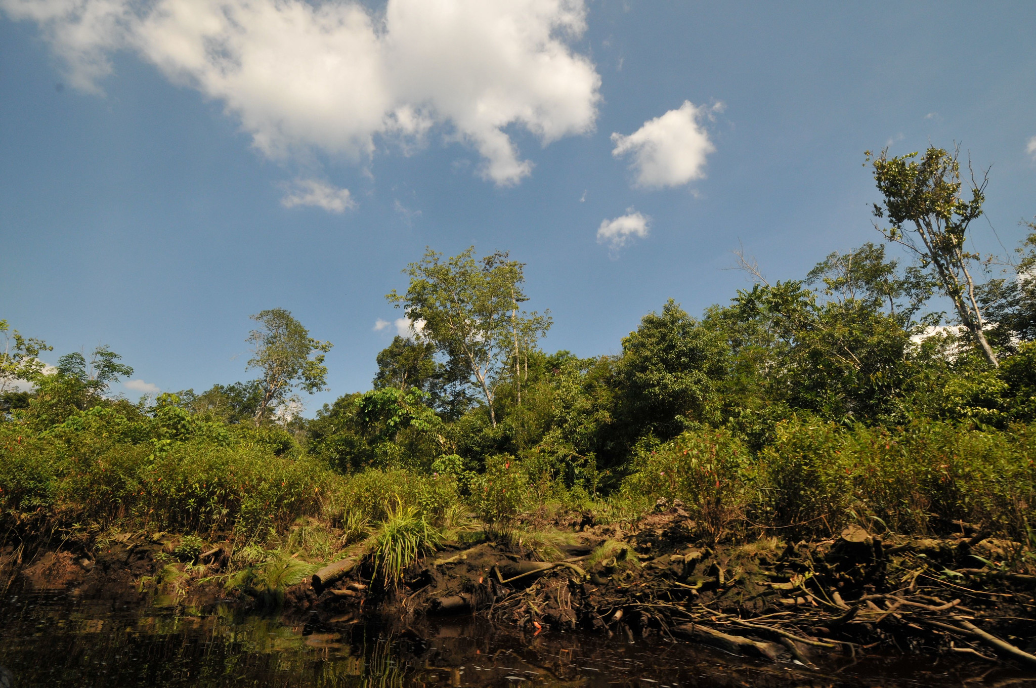 View of a peat swamp forest in West Kalimantan, Indonesia, with dense tropical vegetation growing along a dark-water channel. 
