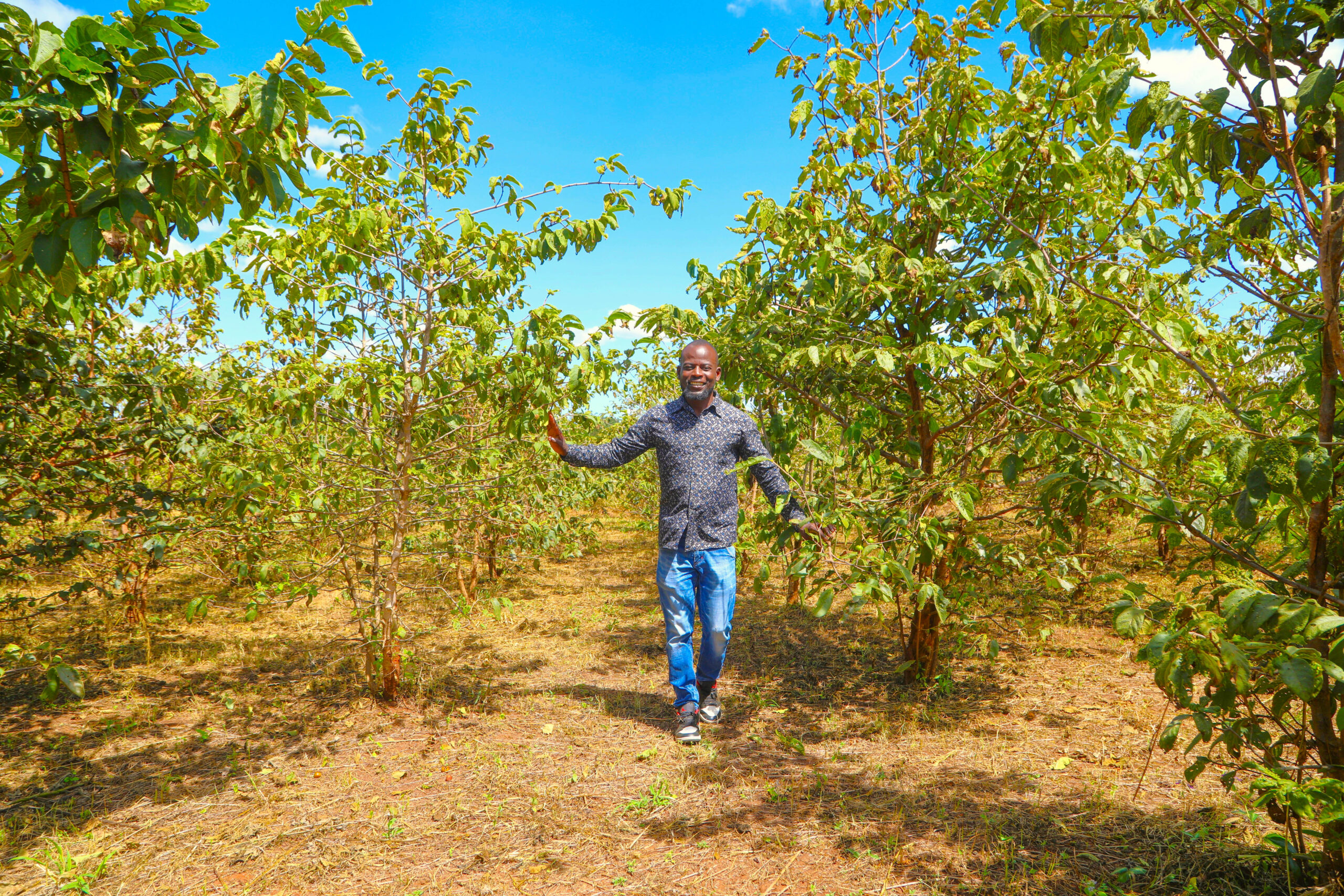 A man walking through rows of young indigenous fruit trees at the Domboshawa field genebank under a clear blue sky.