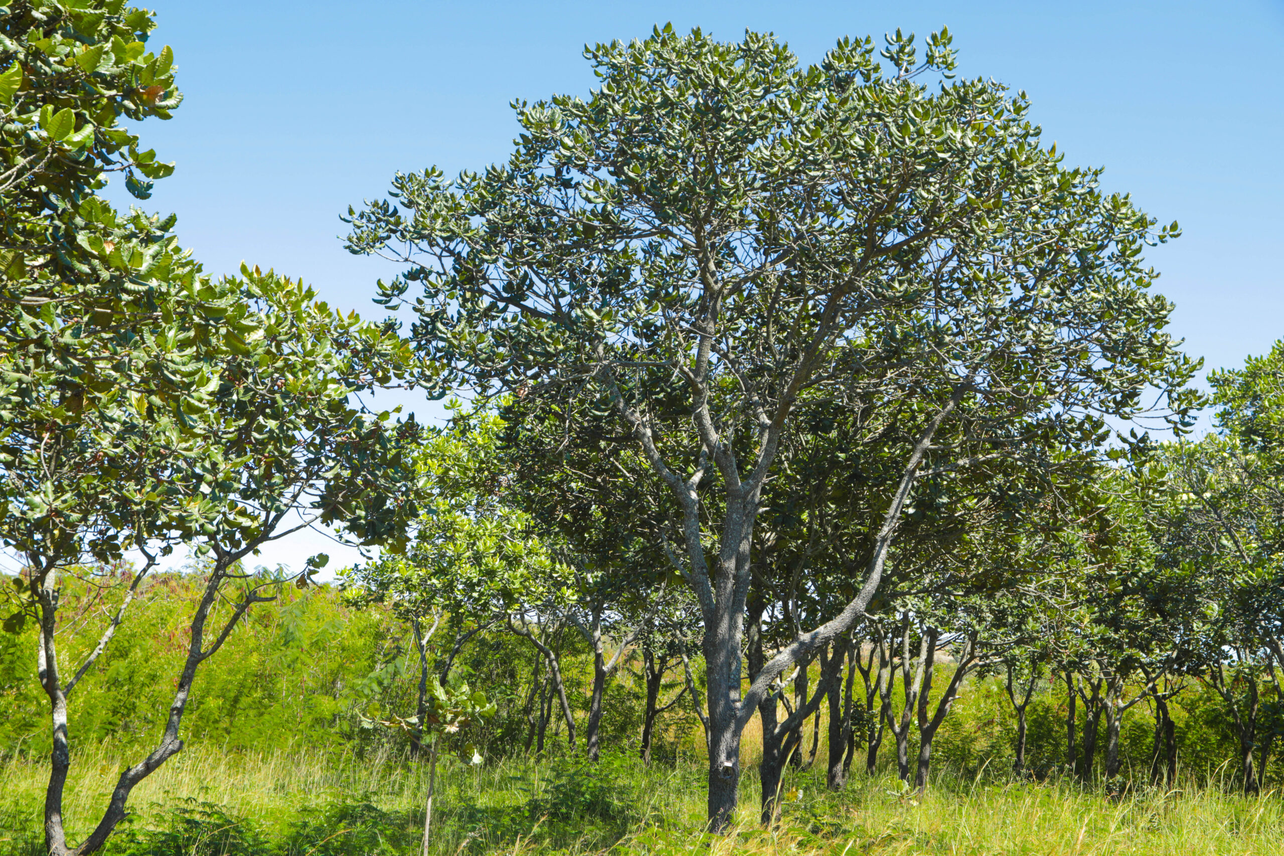 Cultivated wild loquat trees with thick green canopy growing in a grassy field under a bright sky.