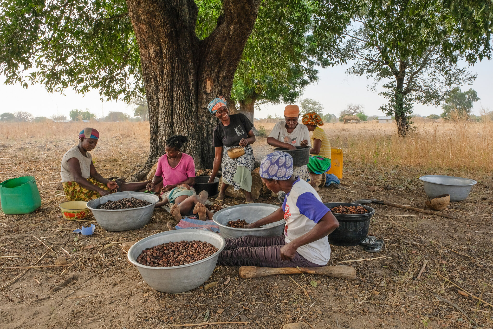 Several women sit beneath a large shea tree in northern Ghana sorting and processing shea nuts in large metal basins.