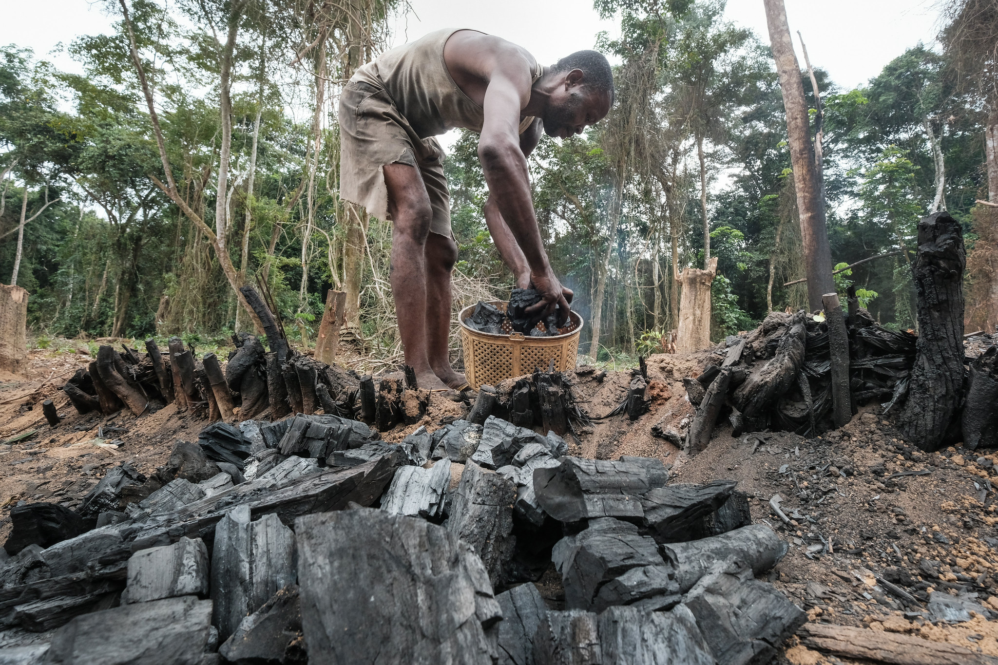 A man stands beside a charcoal kiln, collecting pieces of charcoal into a basket in a forest clearing in the Democratic Republic of the Congo.