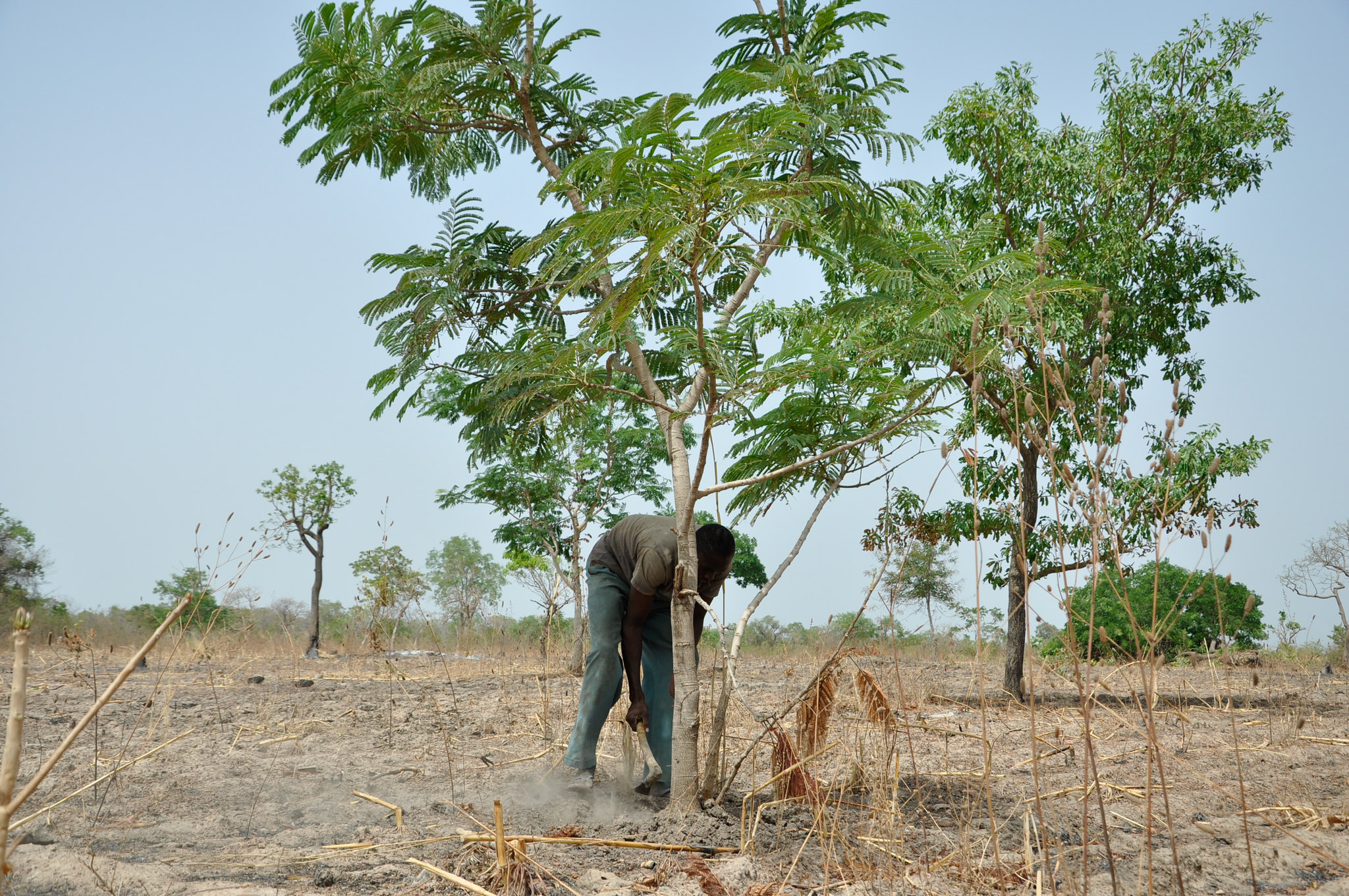 A farmer works beneath a shea tree on a dry agricultural landscape in Burkina Faso, with scattered trees and sparse vegetation in the background.