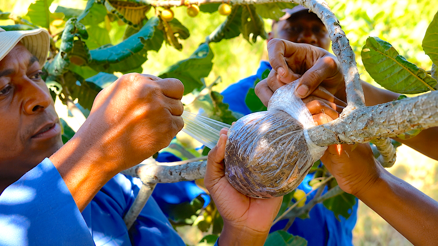 Close-up of hands wrapping a section of a tree branch in aluminum foil and plastic to stimulate root growth during air layering propagation.