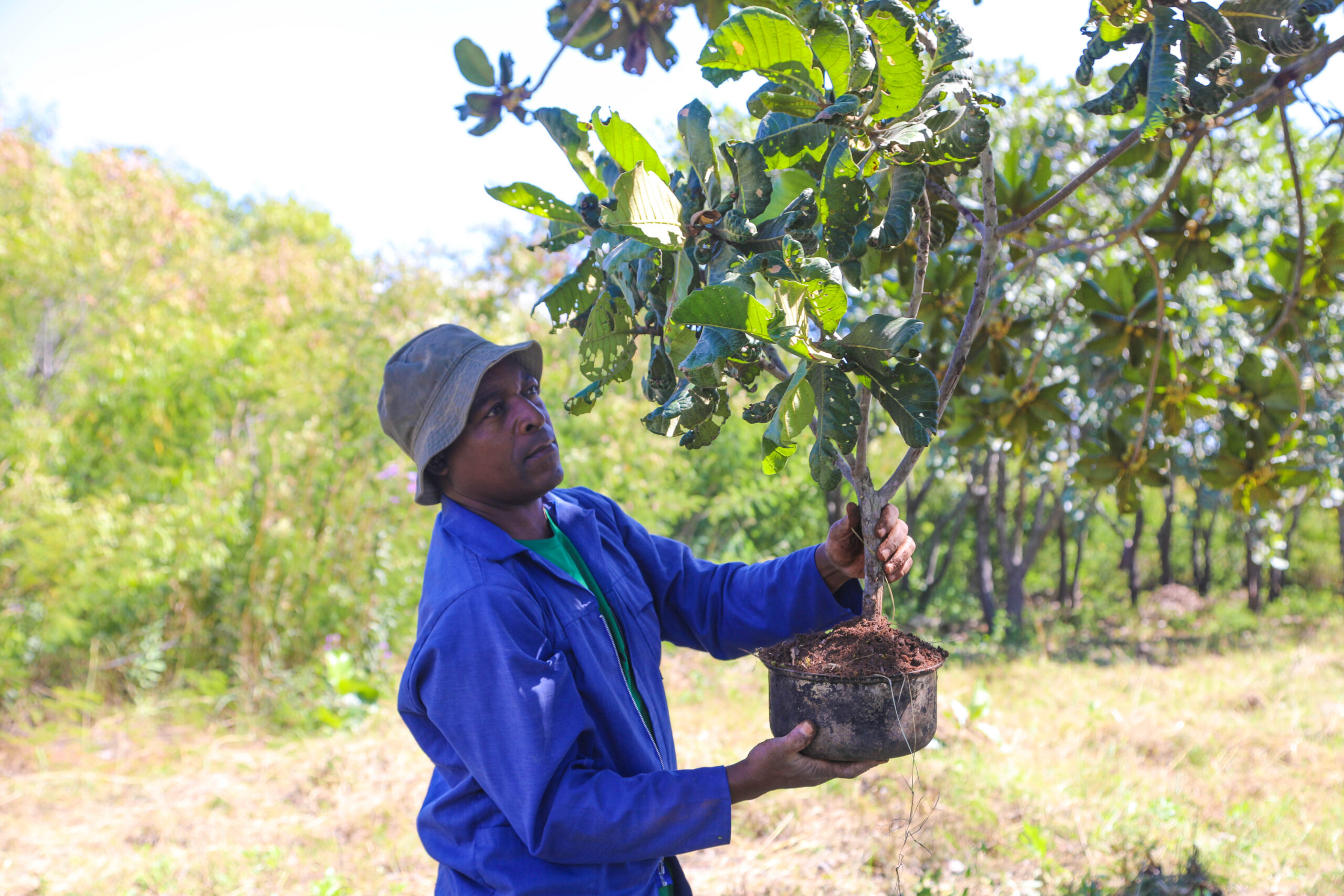 Mwafongo Konisaga holding a young, leafy wild loquat seedling that has successfully grown roots from an air-layered branch.