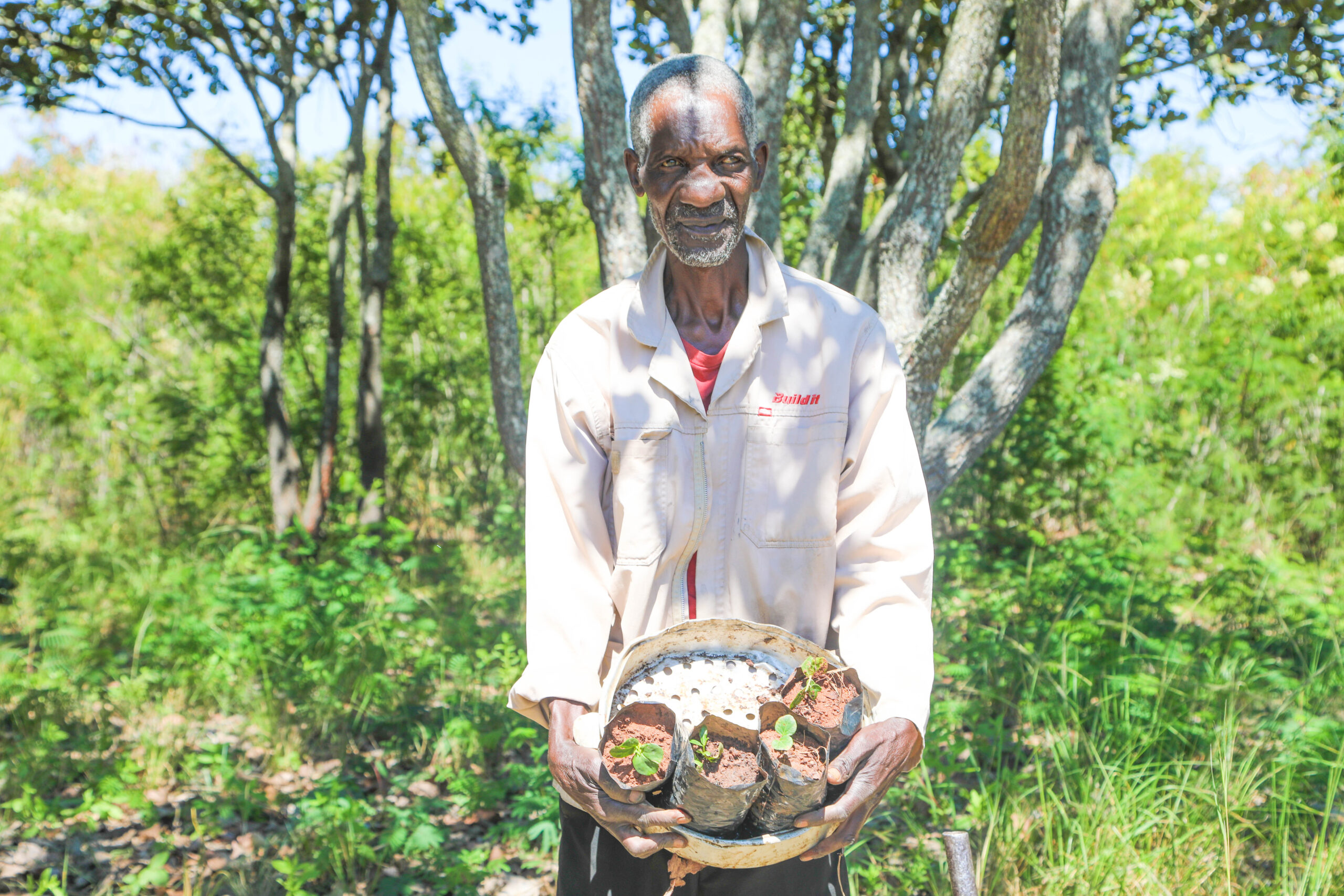 Never Zinyoza, a fruit tree farmer, holding a shallow white container filled with small tree seedlings in black potting bags, with green trees and foliage in the background.