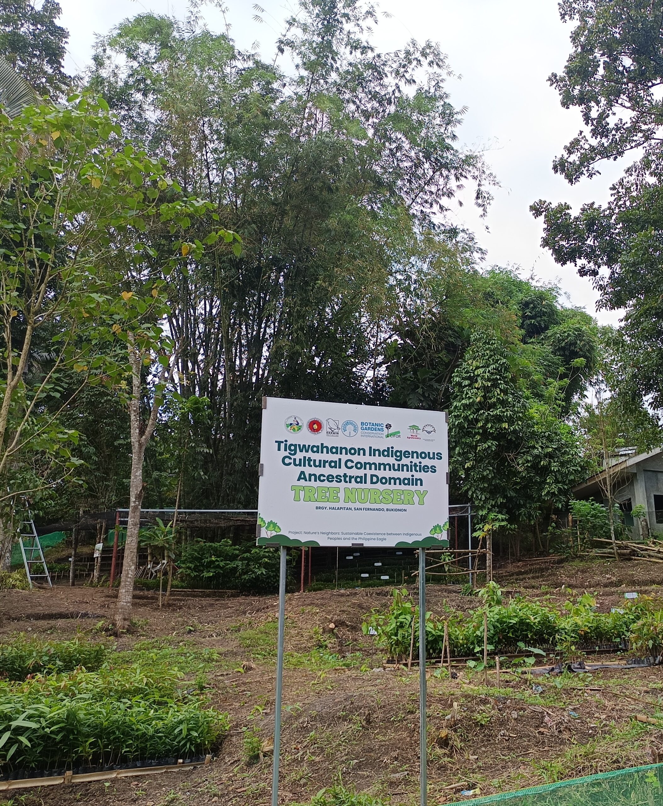 Sign marking the Tigwahanon Indigenous Cultural Communities Ancestral Domain Tree Nursery, surrounded by young plants and trees in San Fernando, Bukidnon.