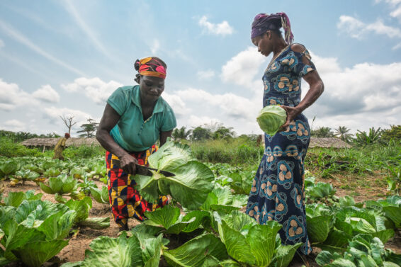 Two women harvest cabbages in a vegetable field in the Democratic Republic of the Congo, illustrating sustainable crop production and pest management in smallholder farming systems.
