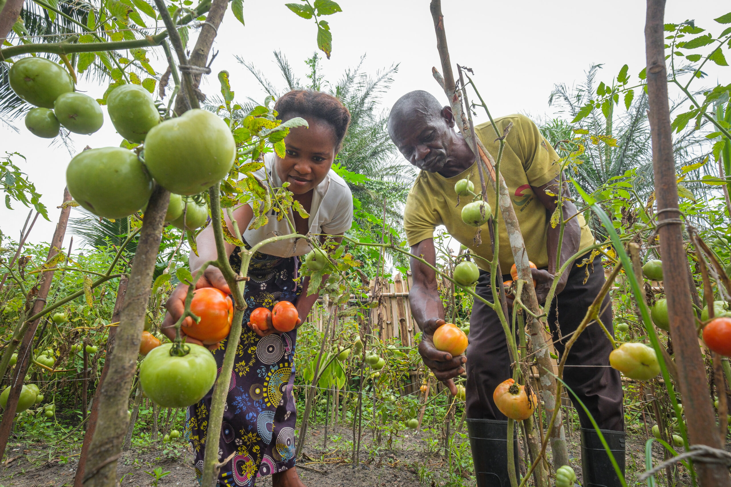 Two farmers harvest ripe tomatoes from a smallholder garden in the Democratic Republic of the Congo, where effective pest management helps protect crop yields and household incomes.