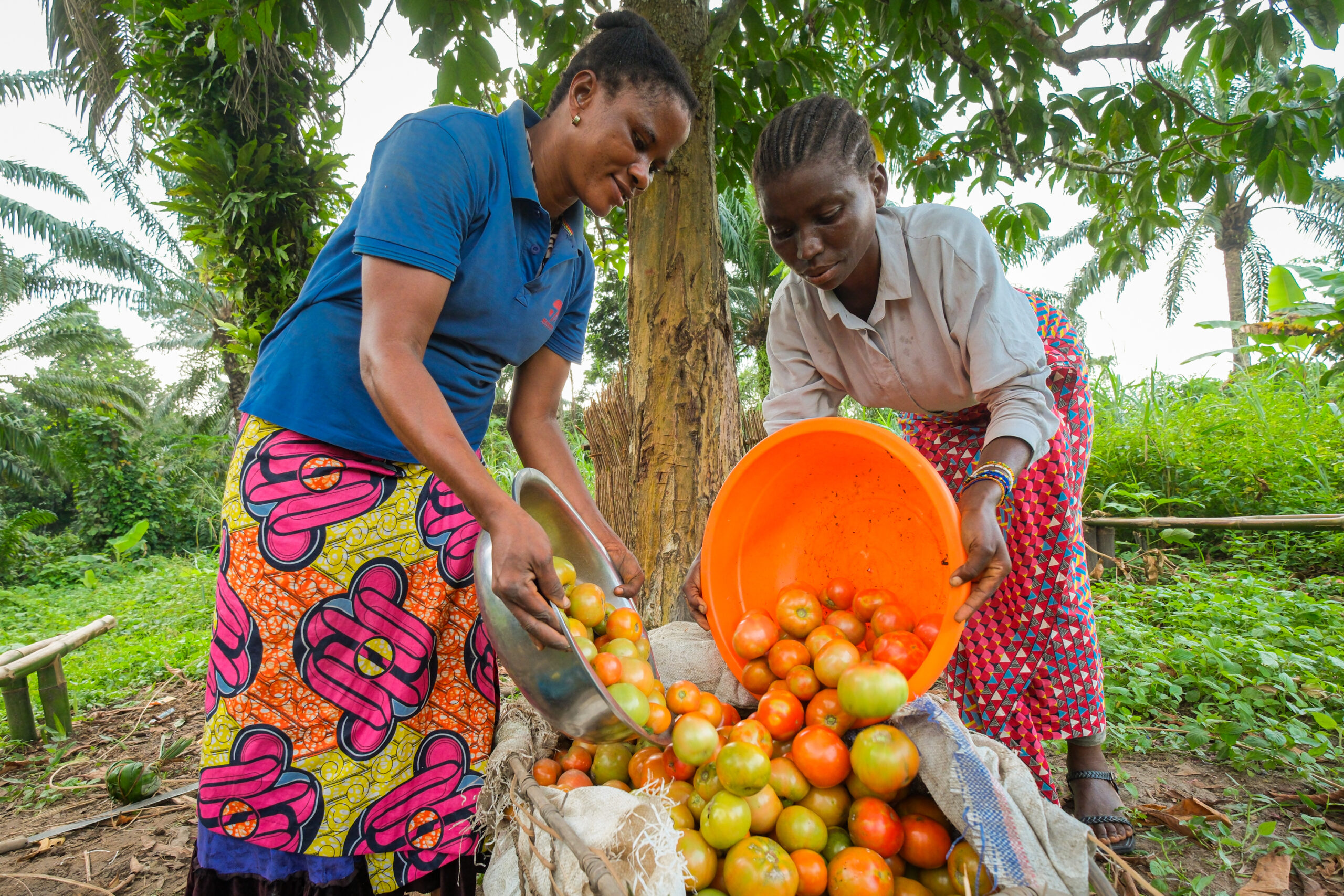 Two women sort freshly harvested tomatoes beside a farm plot in the Democratic Republic of the Congo, highlighting the importance of protecting harvests from pests and post-harvest losses.