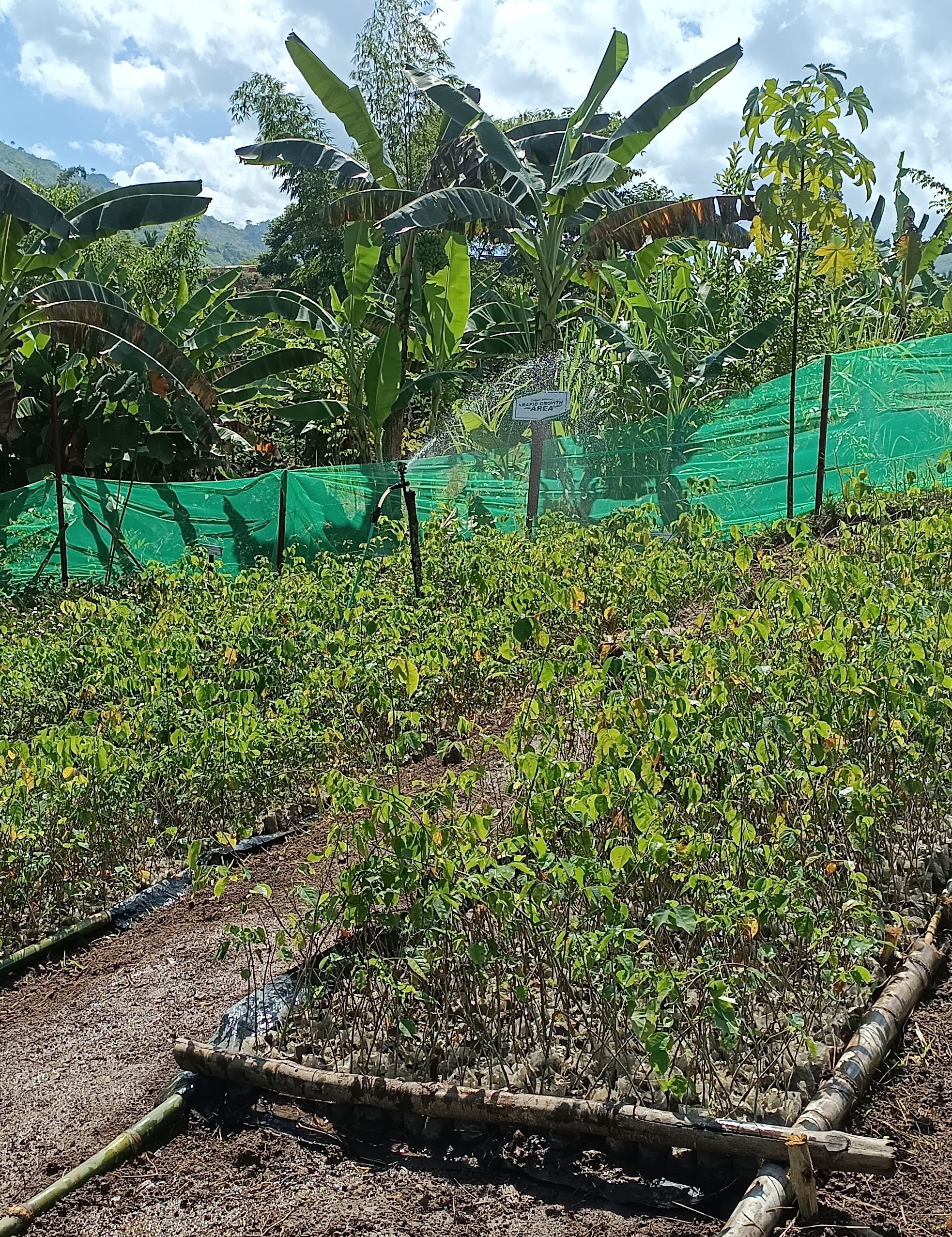 Rows of young tree seedlings growing in a nursery, bordered by green netting and surrounded by banana plants and other vegetation.