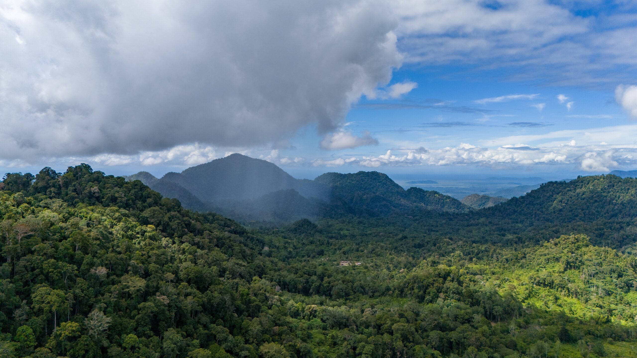 What’s in a rainforest?
