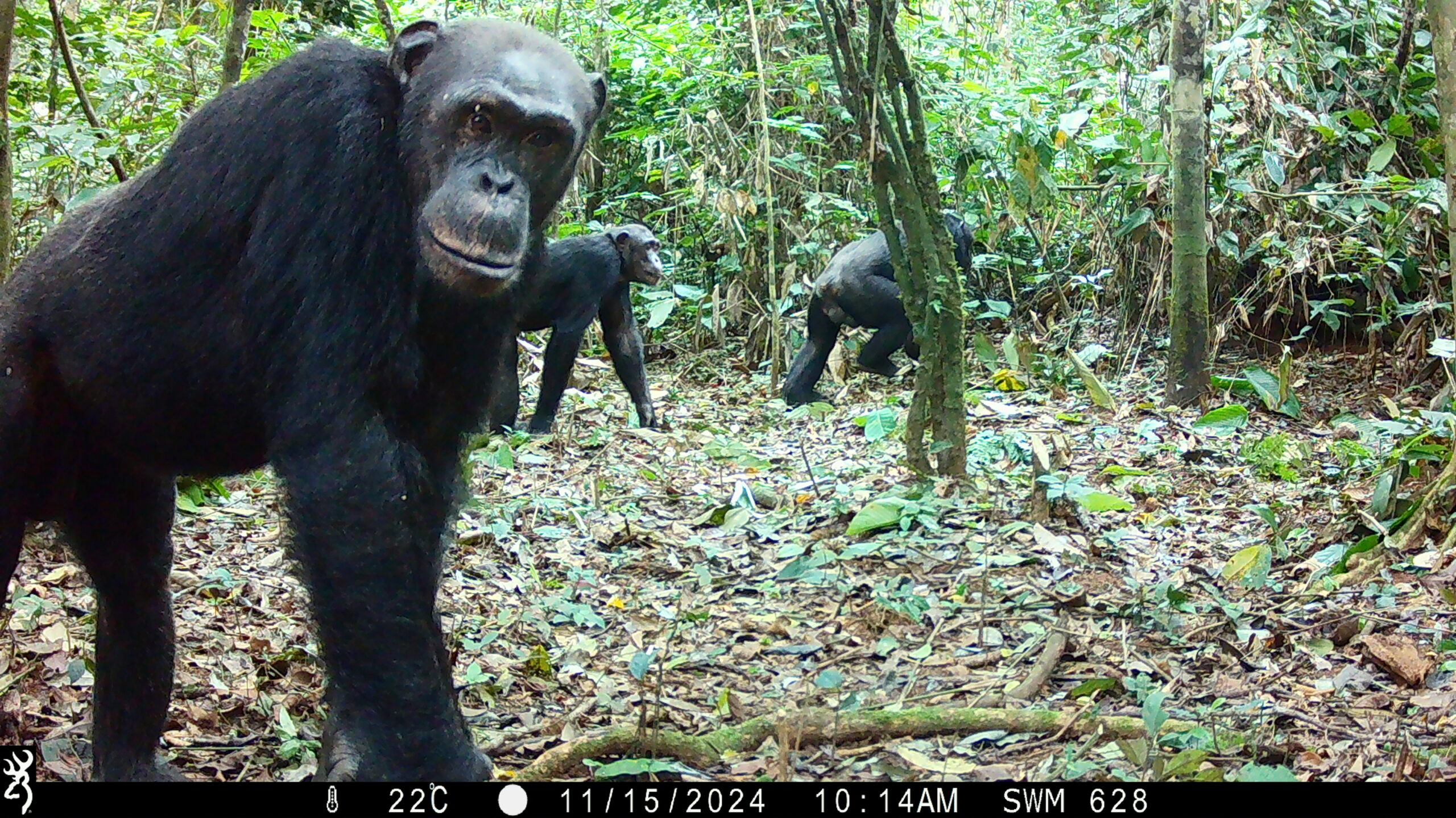 A chimpanzee looks directly into a camera trap while two other chimpanzees move through dense tropical forest in Cameroon’s Mintom landscape.