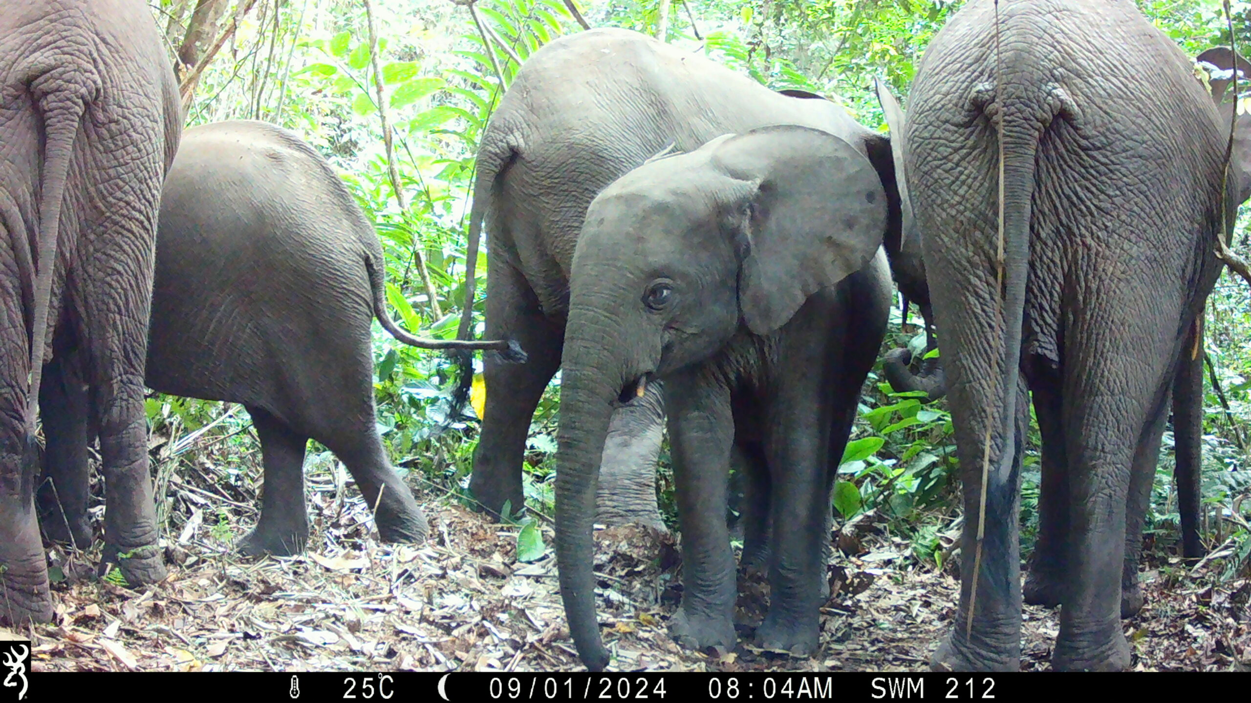 A young African forest elephant stands among several members of its herd in a dense tropical forest in Cameroon’s Mintom landscape, captured by a camera trap.