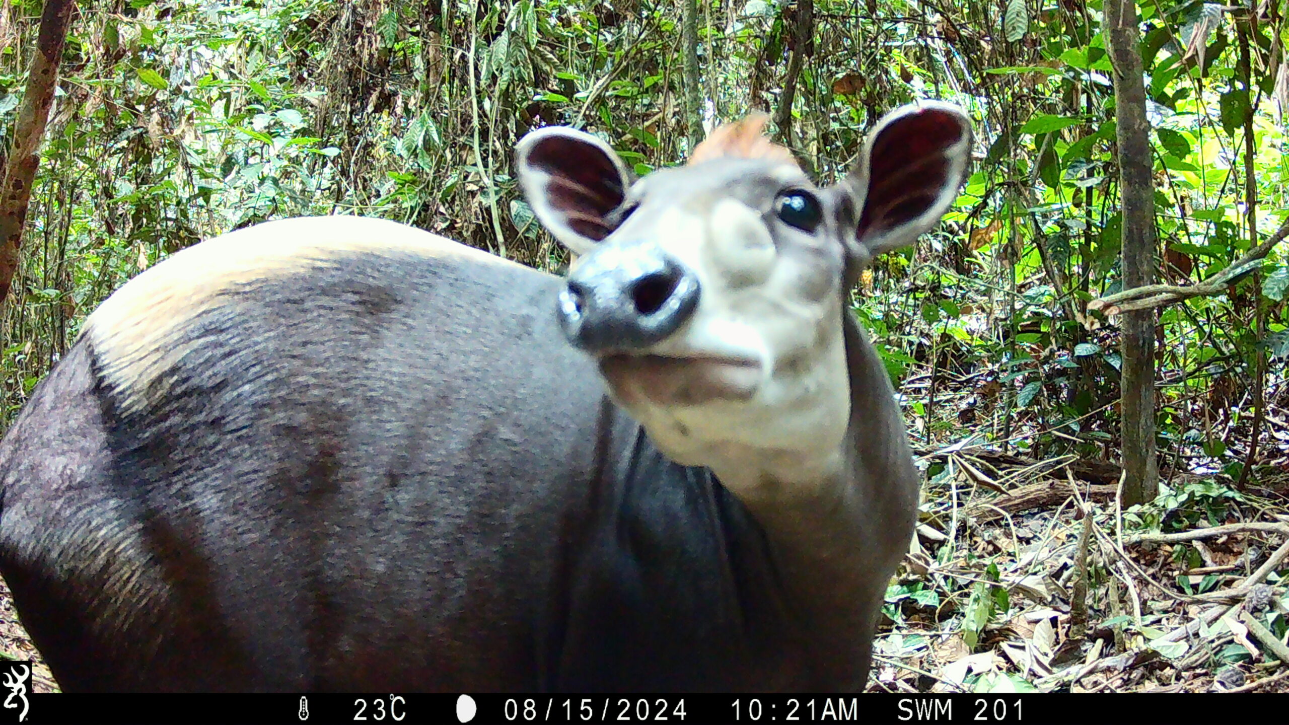A western yellow-backed duiker stands close to a camera trap in a tropical forest in Cameroon’s Mintom landscape, looking directly toward the lens.
