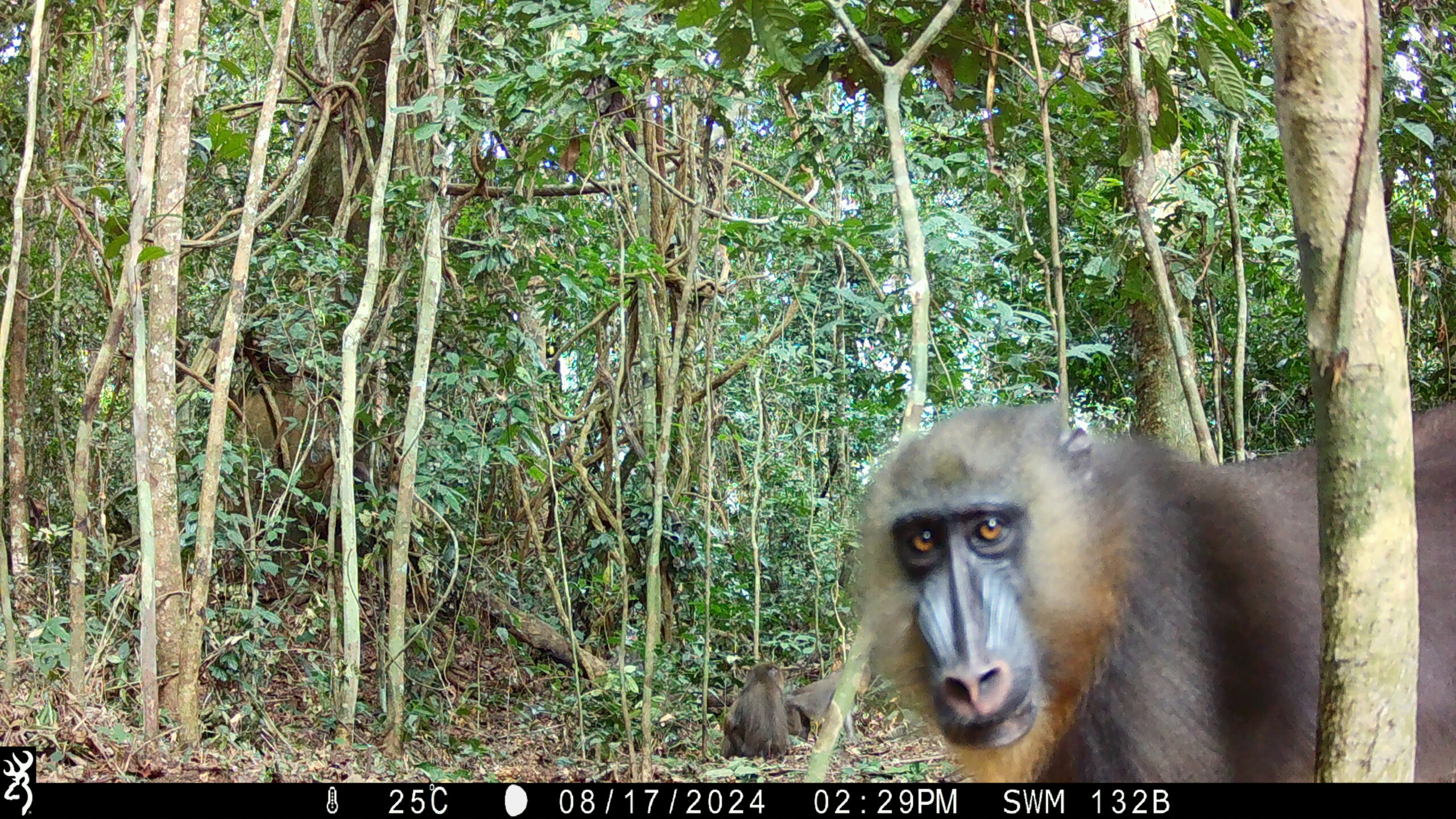 A male mandrill with distinctive blue and red facial markings stands close to a camera trap in a tropical forest in Cameroon, with another mandrill visible in the background.