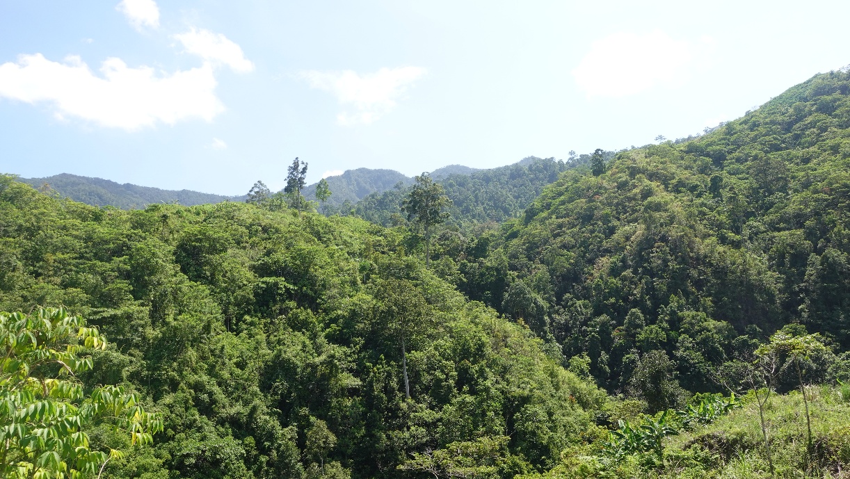 Forested mountains in the Pantaron Mountain Range, with dense green canopy covering steep slopes under a bright sky.
