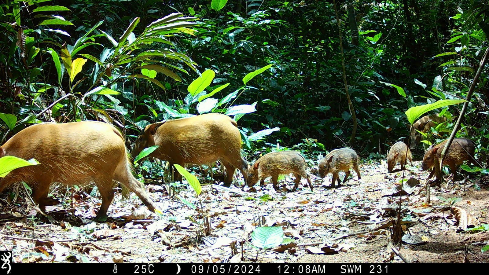 A group of red river hogs, including several piglets, walks along a forest trail in Cameroon’s Mintom landscape, captured by a camera trap.
