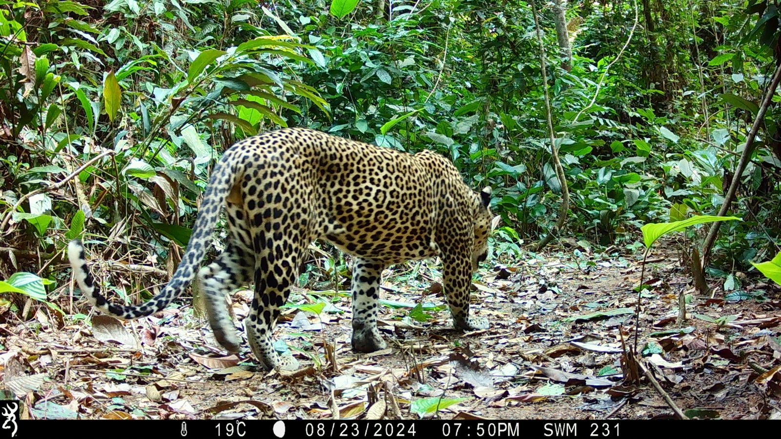 A leopard walks along a forest path in dense tropical vegetation in Cameroon’s Mintom landscape, captured by a camera trap.