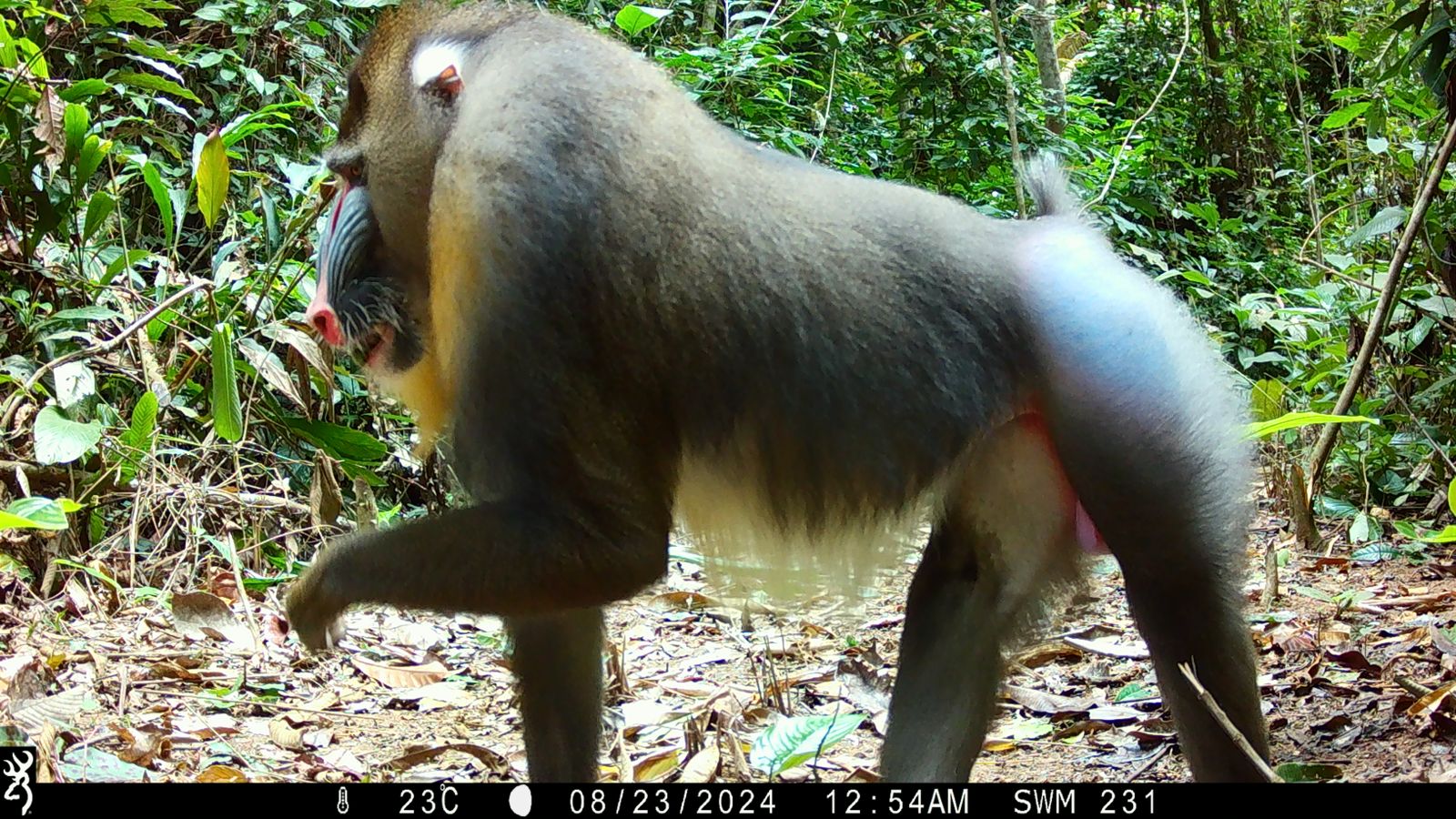 A male mandrill with distinctive blue and red facial markings walks through tropical forest in Cameroon’s Mintom landscape, captured by a camera trap.