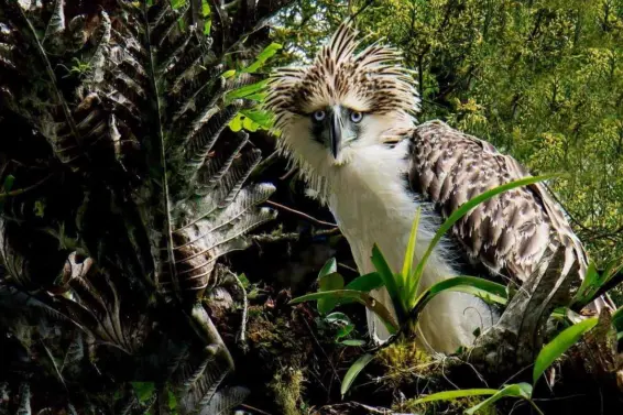 Philippine eagle perched among dense forest vegetation, with its crest feathers raised and eyes facing the camera.