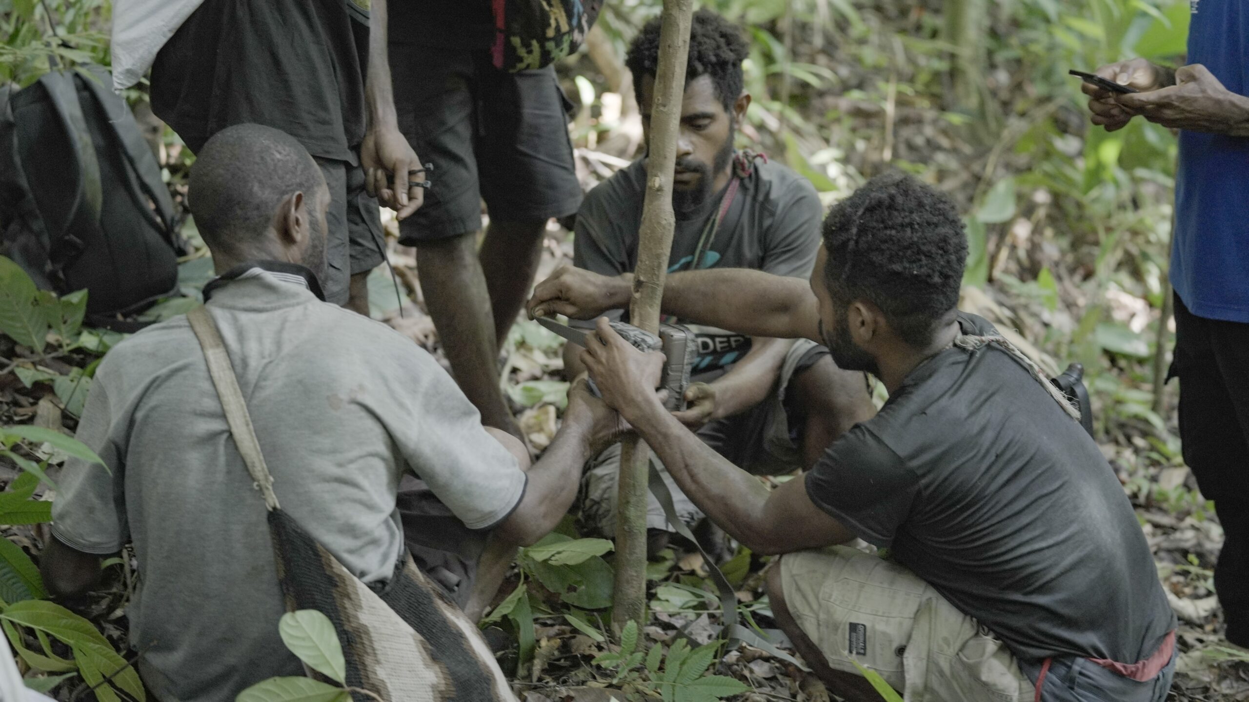 A group of local men work together in a dense forest to install a camouflaged camera trap onto a slender tree trunk, with notebooks and equipment bags open on the jungle floor.