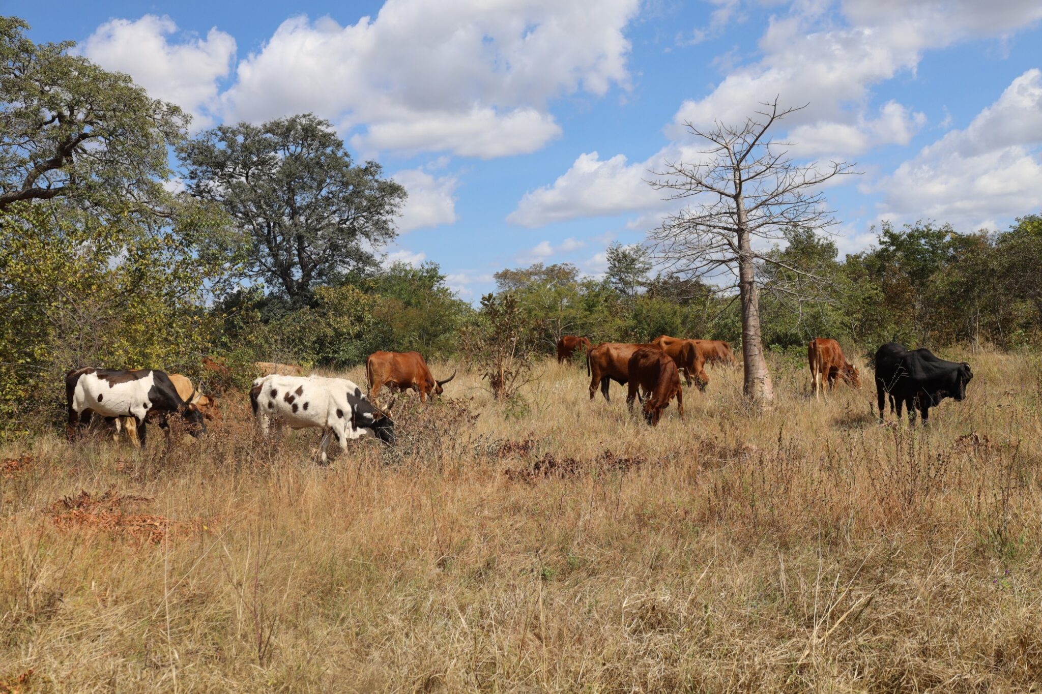 thumbnail of Communities strengthen zoonotic disease surveillance in southern Zambia