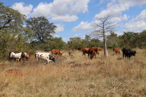 Cattle grazing in dry woodland in Sianyongo, Nyawa Chiefdom, southern Zambia