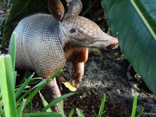 A close-up profile of an armadillo on the ground, showing its patterned armor plating, long snout, upright ears and sharp claws next to green leaves and blades of grass.
