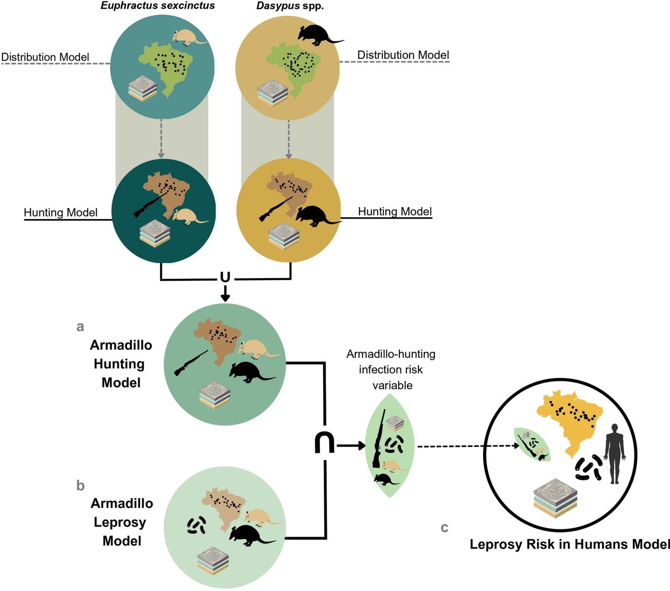 A diagram outlining the methodological framework for leprosy transmission risk modelling from armadillos to humans. It tracks distribution and hunting data for two separate armadillo taxa, combining them into a single armadillo hunting model (a). This hunting model intersects with an armadillo leprosy model (b) to isolate the armadillo-hunting infection risk variable, which informs the final leprosy risk in humans model (c) featuring maps of Brazil, bacterial icons and a human silhouette.