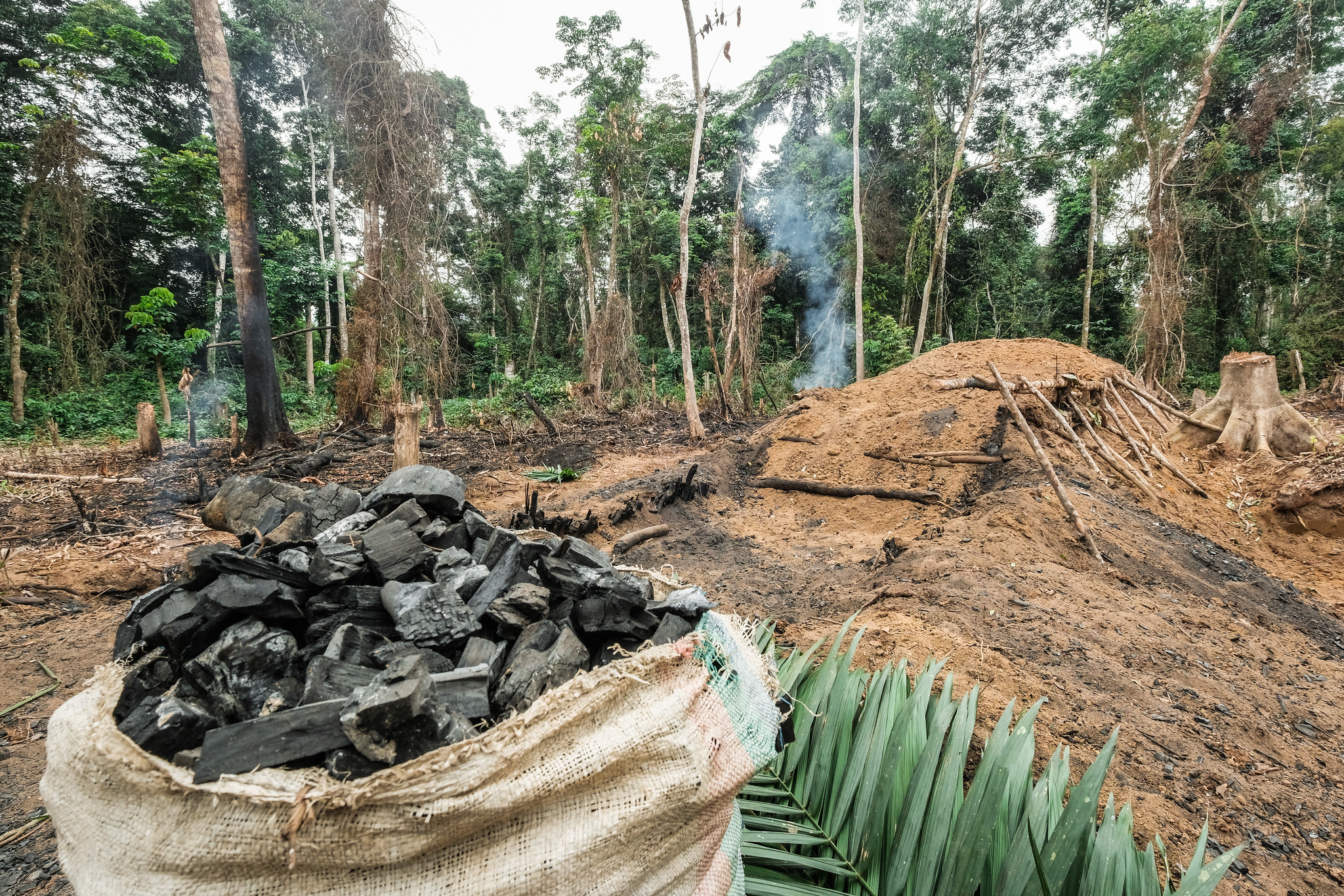A charcoal production site in a forest near Yangambi, with a smoking earth kiln, felled trees and a sack of charcoal in the foreground.