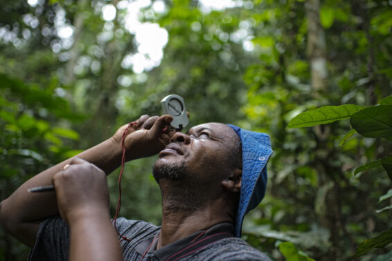 A researcher measures the circumference of a tree in a tropical forest in the Democratic Republic of the Congo as part of field data collection to assess forest condition.