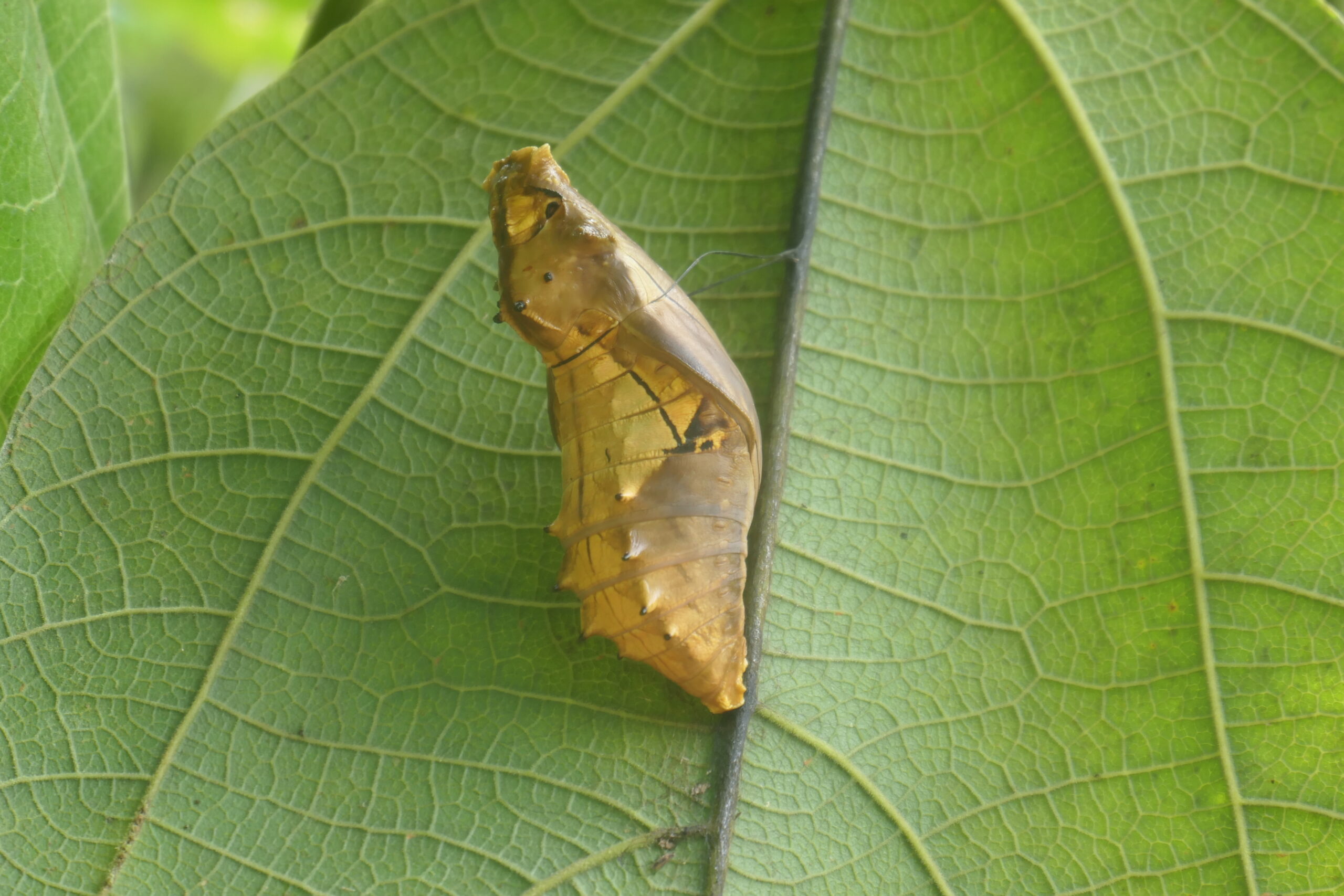 A golden-brown Queen Alexandra’s birdwing chrysalis attached to the underside of a green leaf.