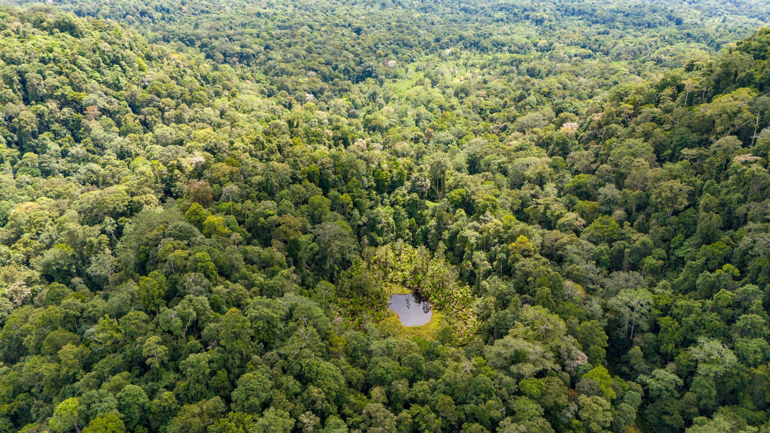 An aerial view of dense tropical rainforest on Papua New Guinea’s Managalas Plateau, with a small pond surrounded by forest canopy.