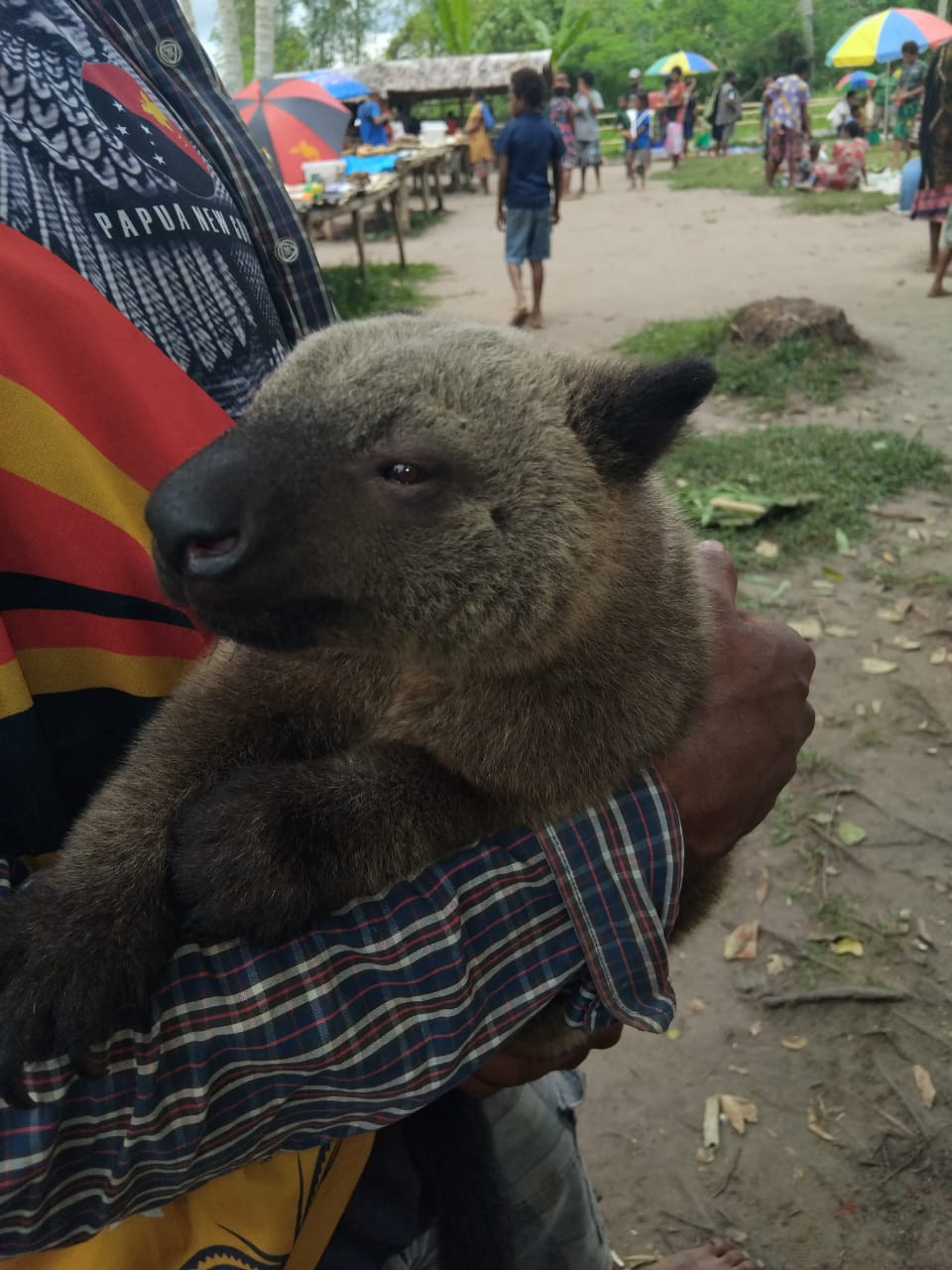 A tree kangaroo being held at a village market in Managalas, Papua New Guinea.