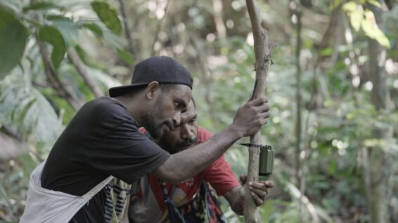 Two Biodiversity Team Leaders attach an acoustic wildlife recorder to a tree in the Managalas Conservation Area, Papua New Guinea, as part of biodiversity monitoring.